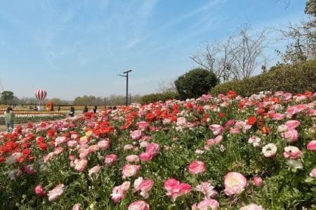 上海周浦花海游玩攻略：门票、开放时间、游玩项目全攻略