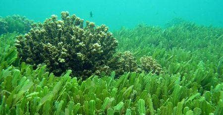 裙带菜——藻类植物的代表（从生物特征到营养价值，了解裙带菜）