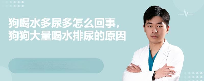 狗喝水多尿多怎么回事，狗狗大量喝水排尿的原因