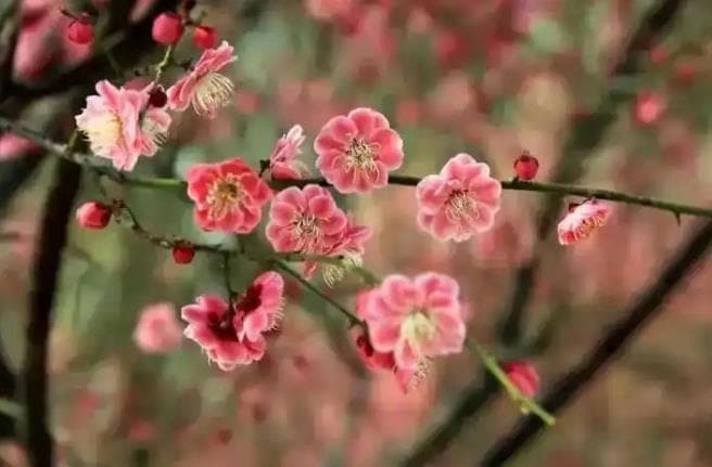 热闻|“花式”报春万物复苏，各地春色醉游人！山东的花开啦，是时候来赏花啦