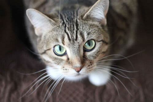 猫咪偏爱鱼，从古埃及传说说起