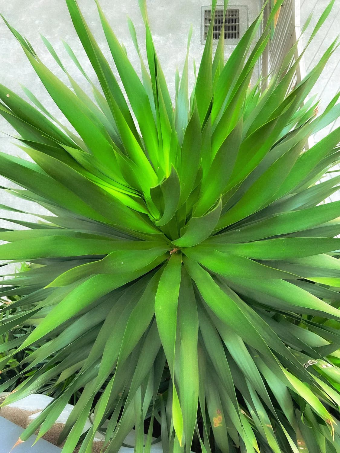 植物的世界：从藻类到种子植物