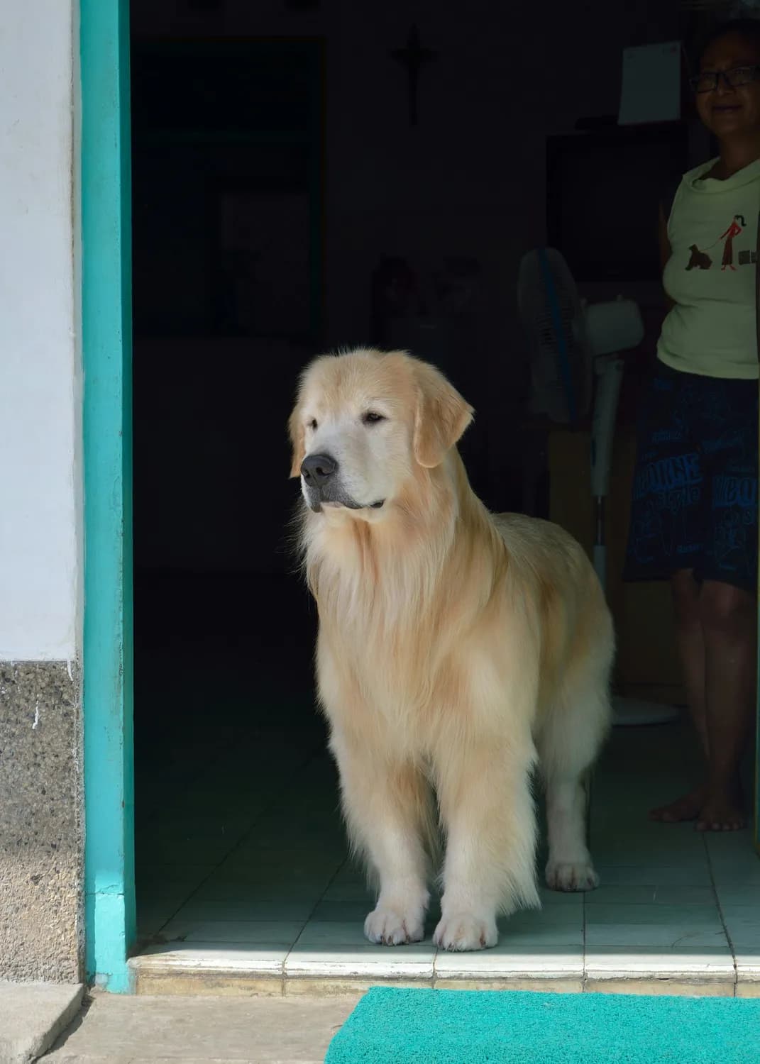 金毛犬：我想要自由，你却只想让我听你的话！