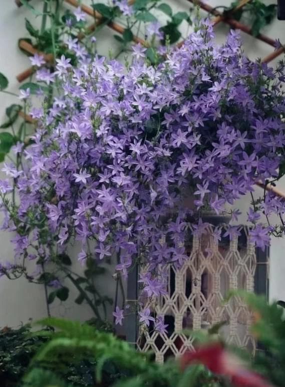 垂吊风铃草：蓝色系植物的颜值担当，养护要点全解析