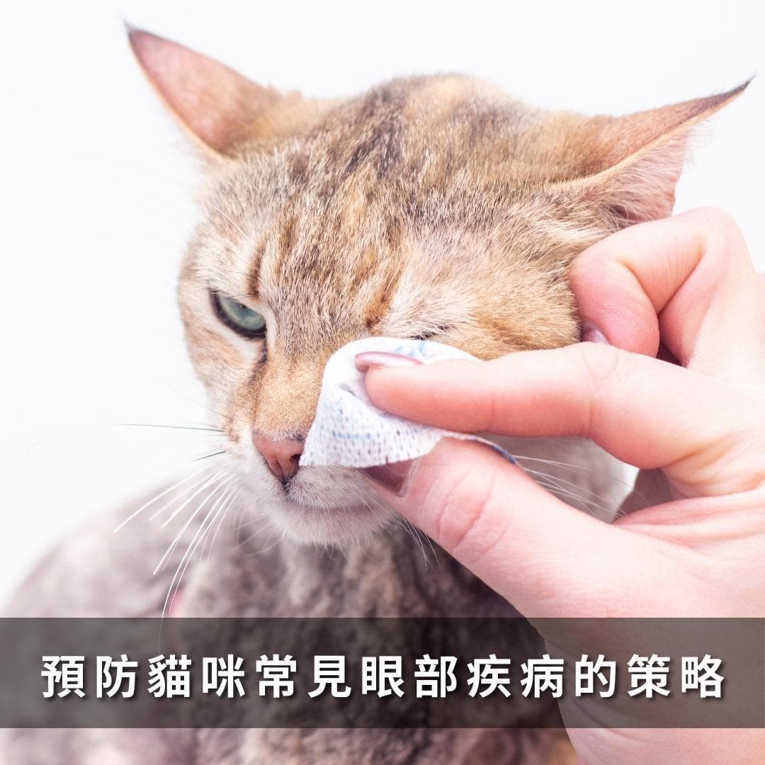 猫咪常见眼部疾病及其预防策略：识别和护理猫咪的眼部健康