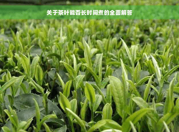 关于茶叶能否长时间煮的全面解答