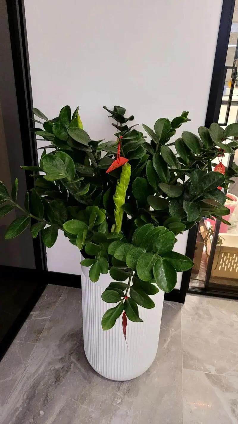 财位摆放绿植推荐：选择这些植物助财运！