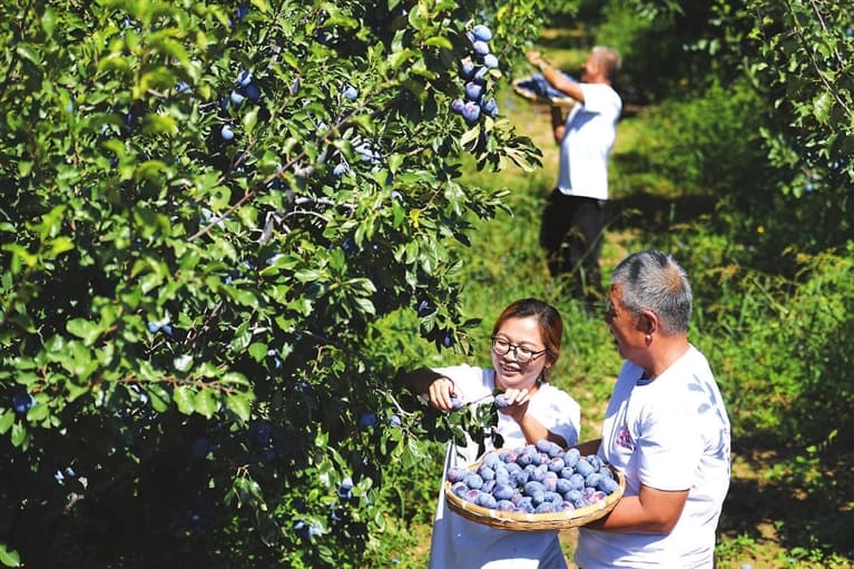 尖草坪区：美丽乡村韵味浓