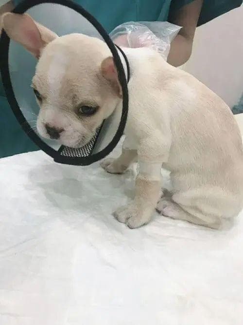 紧急！宠物狗如何抵御冠状病毒？铲屎官必看！
