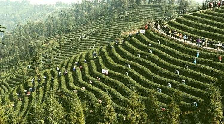 雅安：一座孕育出五种茶文化的世界茶源