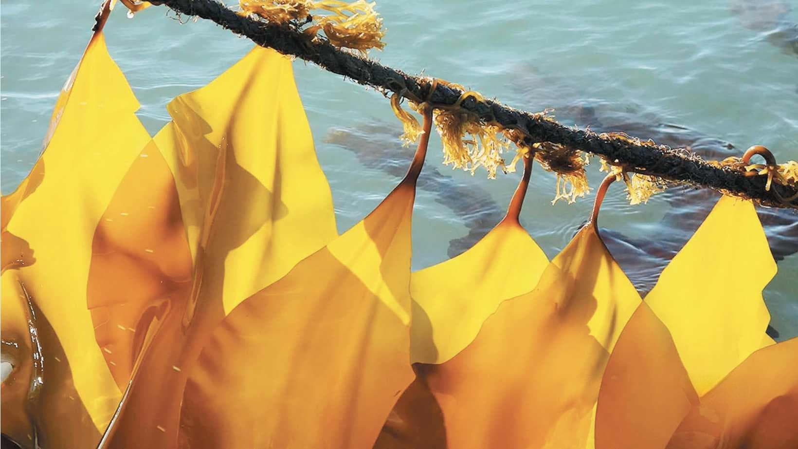 海水养殖“潮起”，何以六次均在青岛？