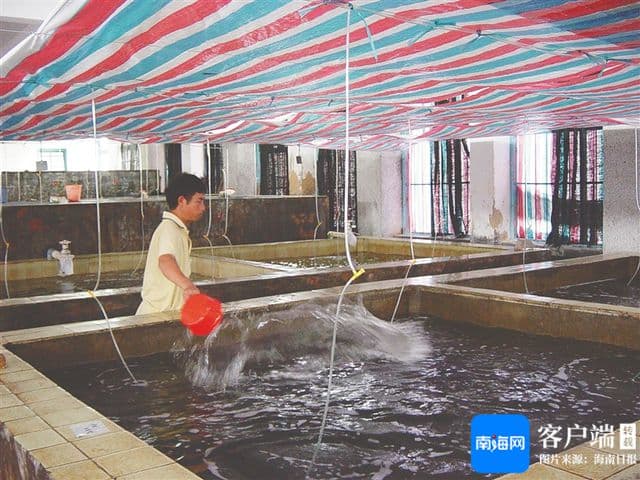 母贝含珠映沧海：珍珠的形成、分类与养殖技术全解析