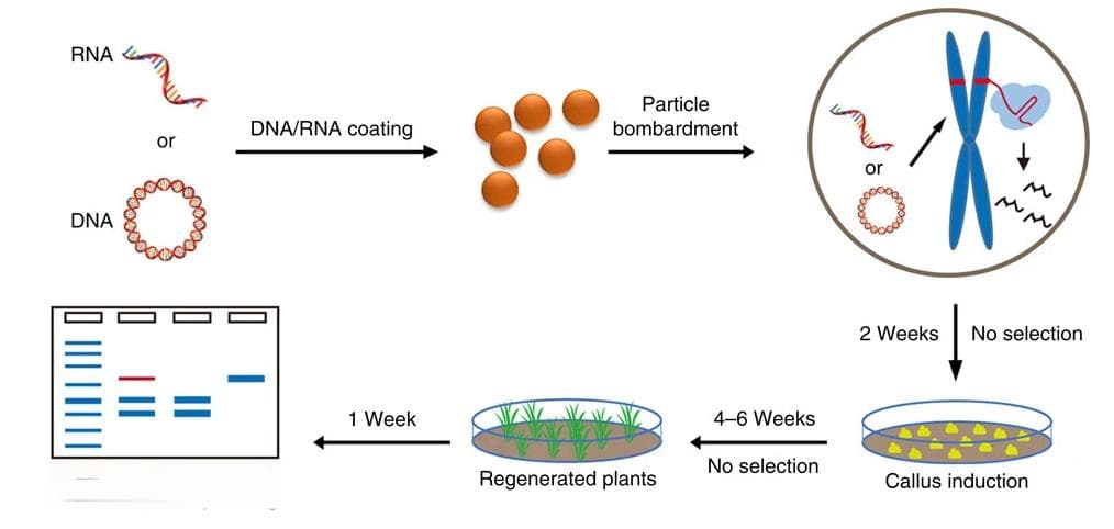 无外源基因整合的基因组编辑技术：Transgene-free基因组编辑