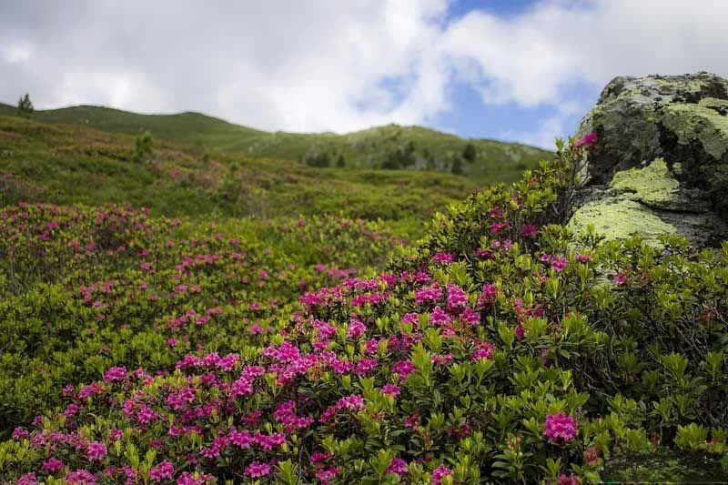 杜鹃花和映山红的区别