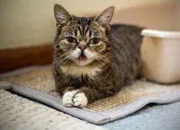 尿频尿急尿不尽？猫咪尿频需上心！