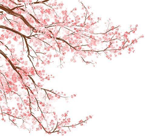 福建古田钱来山：3万株樱花绽放，带动乡村振兴新发展