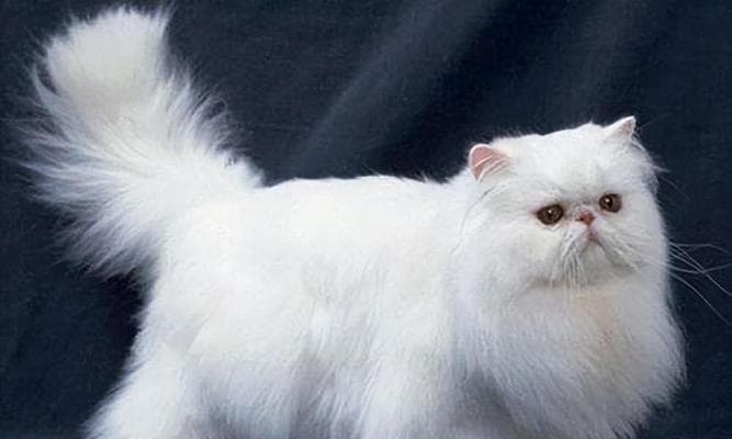 当心！门夹伤猫咪尾巴的预防与急救全攻略