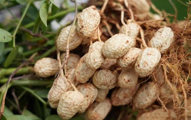花生虽好，这三类人需谨慎食用