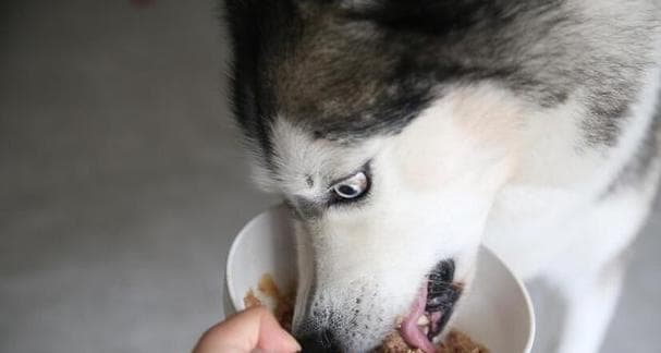 宠物狗的饮食习惯及喜欢的食物（了解宠物狗的食物喜好，为其提供健康饮食）