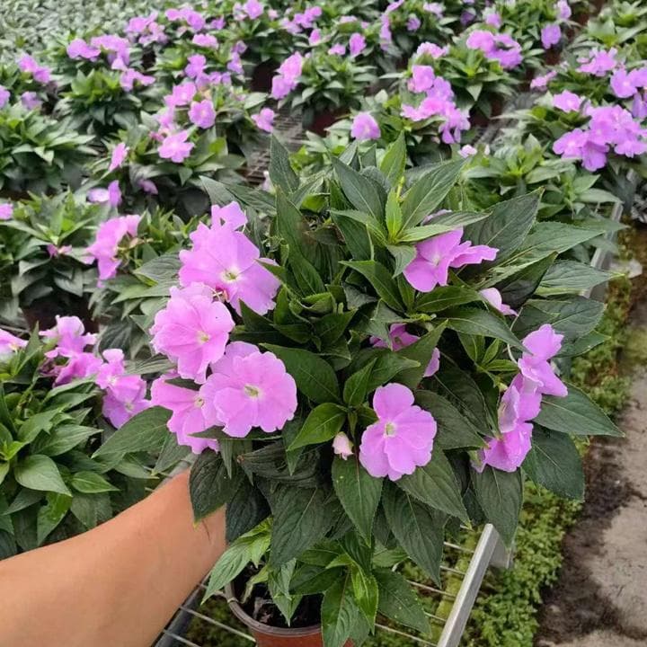 长春花种子什么时候播种