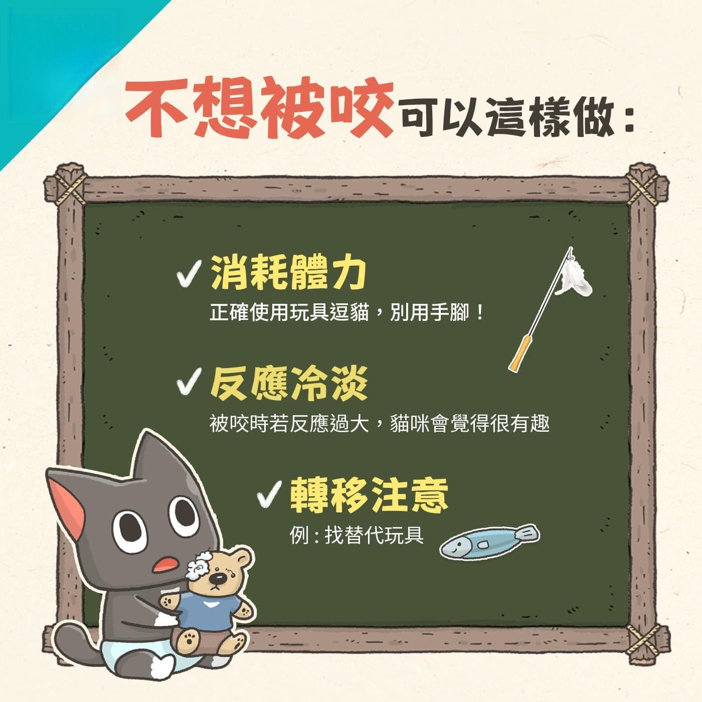幼猫咬人怎么办？三招训练方法，快速纠正乱咬习惯！