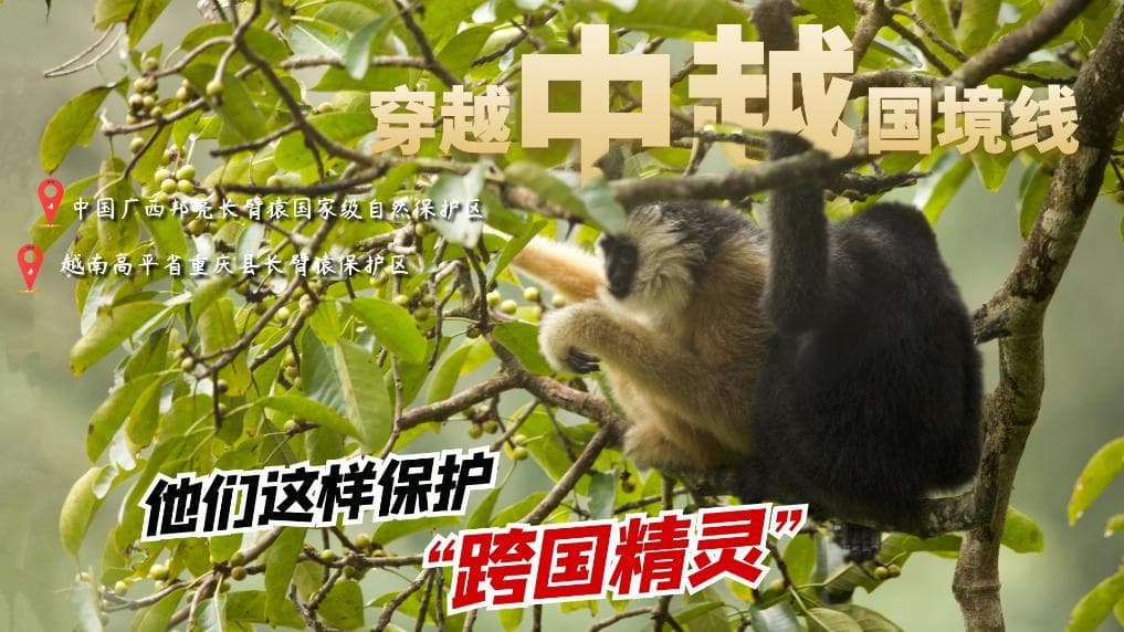 中越携手保护东黑冠长臂猿：从“灭绝”到重现生机