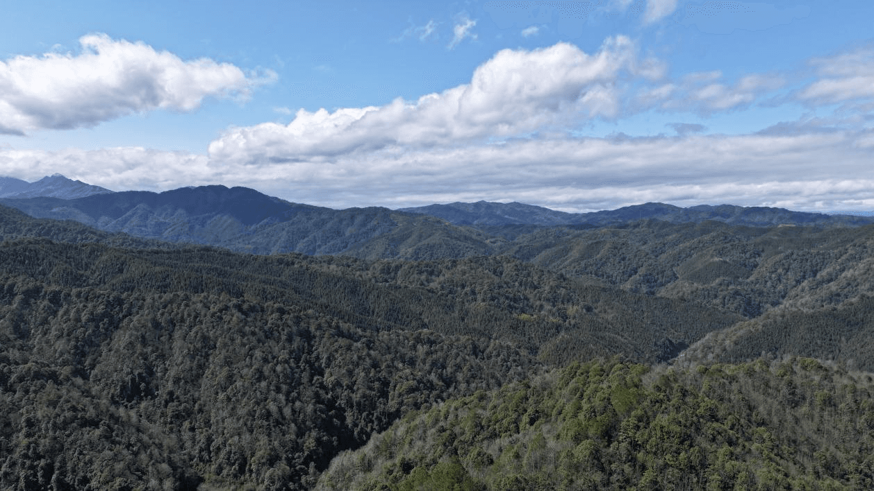 林下种植草珊瑚 走出绿色“新钱景”