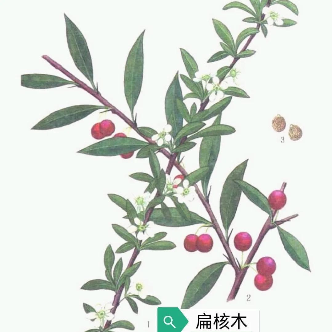 蕤仁的功效与作用是什么（中药古今研究：蕤仁）