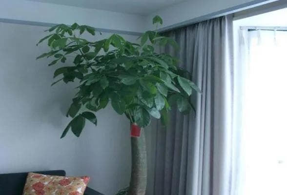 发财树的寓意与风水作用（揭开发财树的神秘面纱）