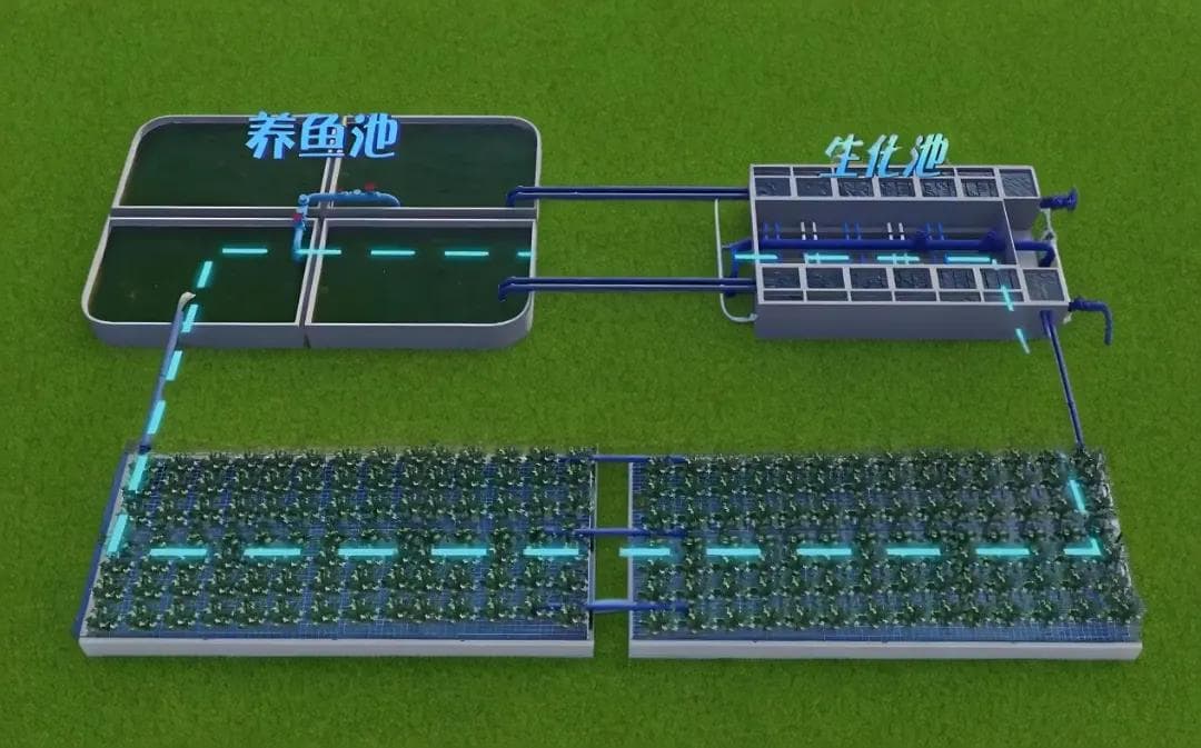 “鱼菜之恋”：神奇的复合耕作，引领农业新潮流
