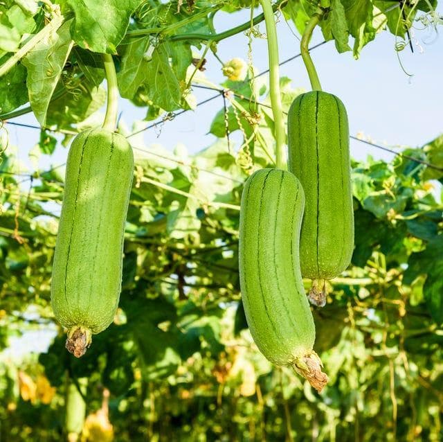 丝瓜的营养密码：5大功效与3个禁忌全解析