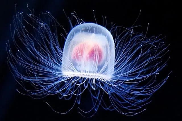 灯塔水母：揭秘“返老还童”的神奇生物
