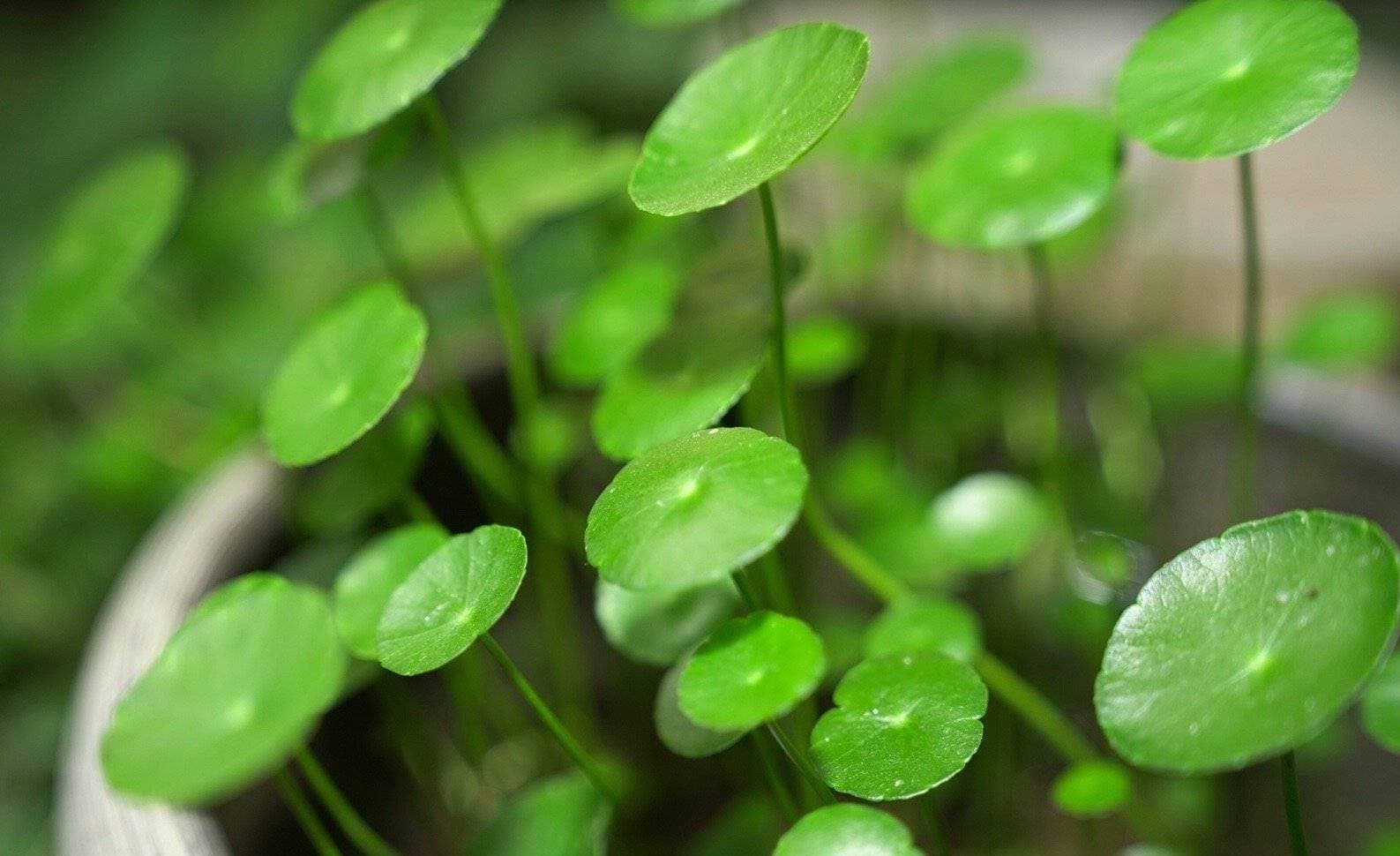 铜钱草的创意养殖与养护技巧：让绿意盎然装点家居