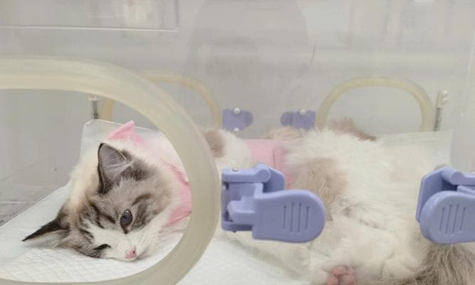 如何缓解猫咪绝育后的狂躁行为