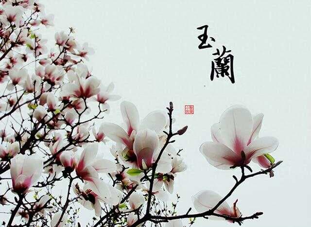 16首唯美玉兰花古诗词，你最喜欢哪一首？