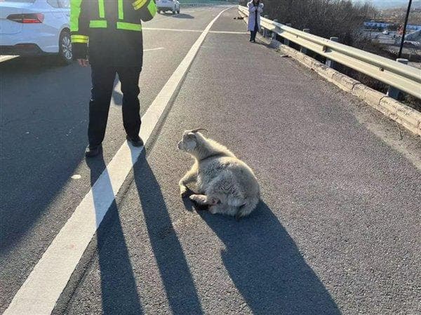 高速路上遇到动物怎么办？官方解读来了