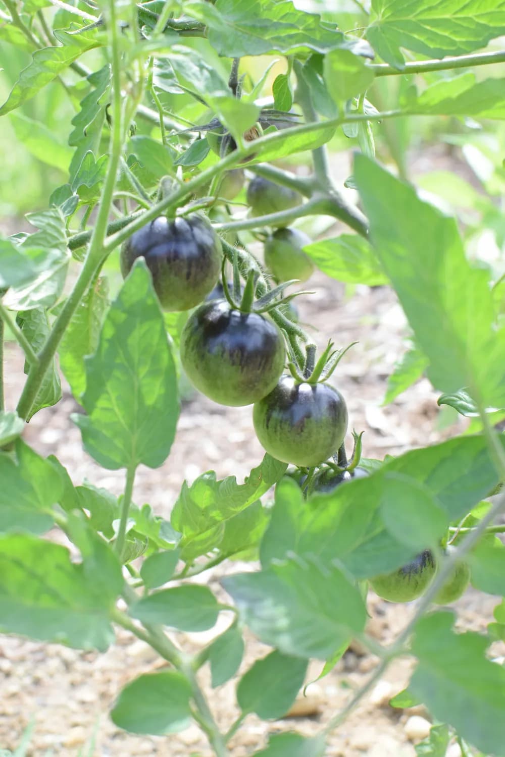 黑珍珠番茄盆栽技巧：从播种到收获的完整指南