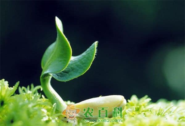 如何发豆芽的四个步骤