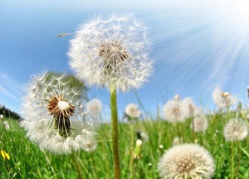 蒲公英什么季节开花？属于几月份开的花？