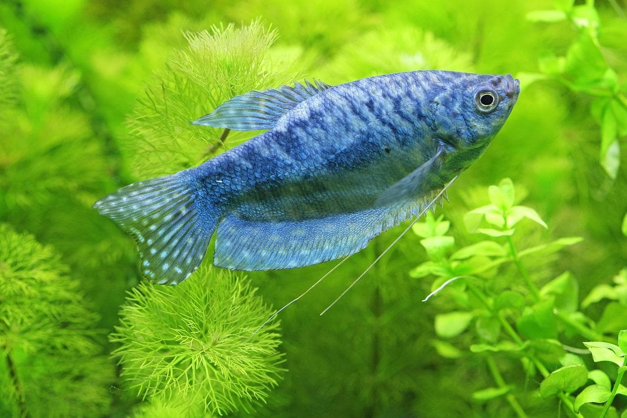 生物多样性危机：四分之一淡水动物、四成树种面临灭绝风险