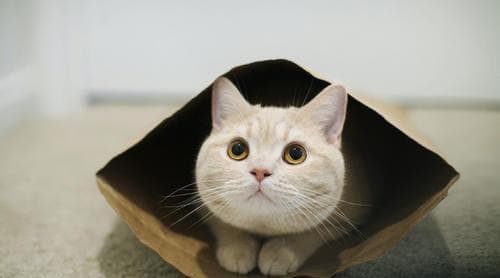 猫传腹早期十大症状：食欲下降、呕吐、腹泻、体重减轻