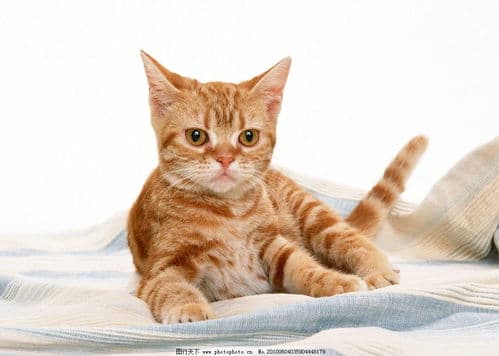 猫咪咳嗽调理指南：从症状观察到护理措施的全方位指导