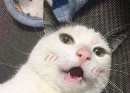 如何成为高效的铲屎官，让猫咪越养越干净（7个关键策略让你的猫咪保持清洁卫生）
