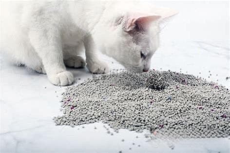 平价猫砂之选：怡亲猫砂深度测评与市场趋势分析