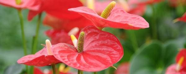 红掌花栽培完全指南：从土壤到病害防治的全方位养护技巧