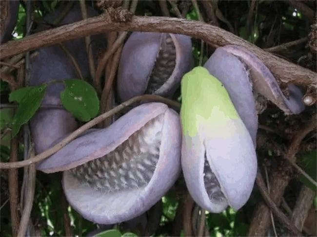 泡泡果：美国本土最大的可食用果实