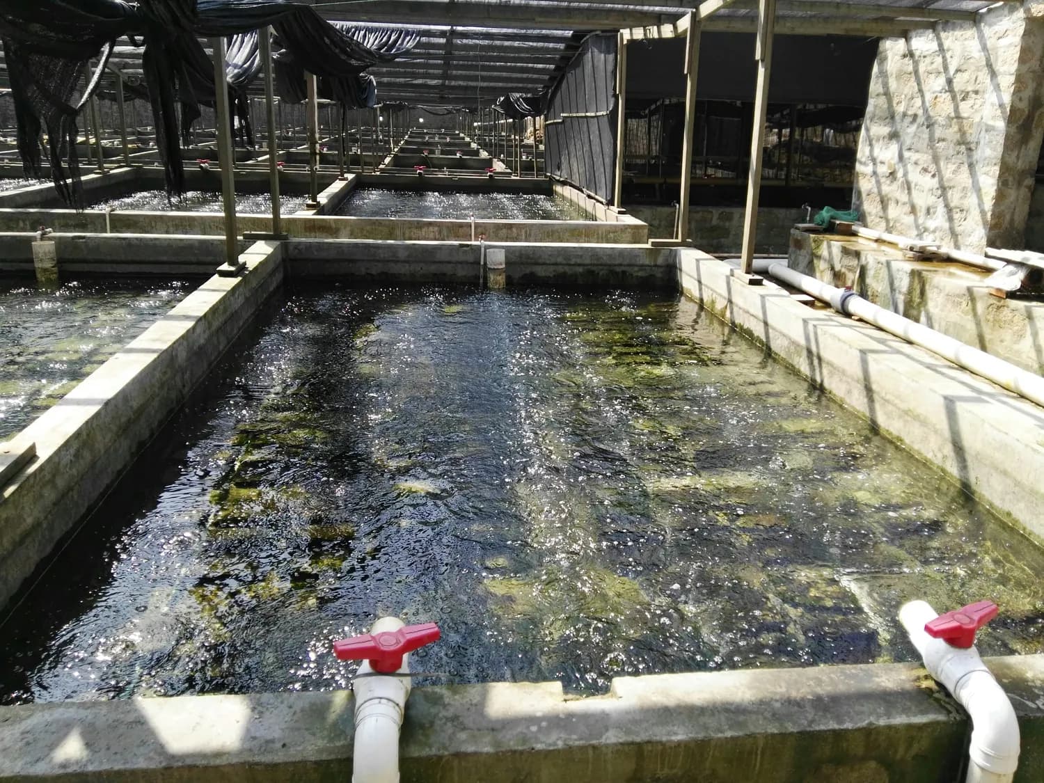 渔机所发明专利助力虾缸水质管理