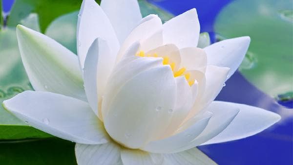 梅花味精和莲花味精哪个好