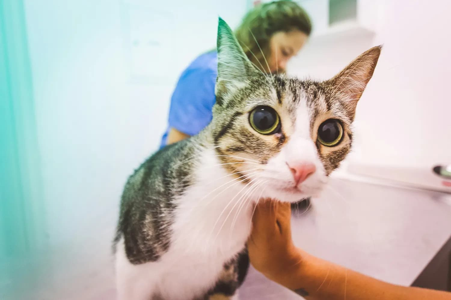 猫咪户外探险指南：七大要点保平安
