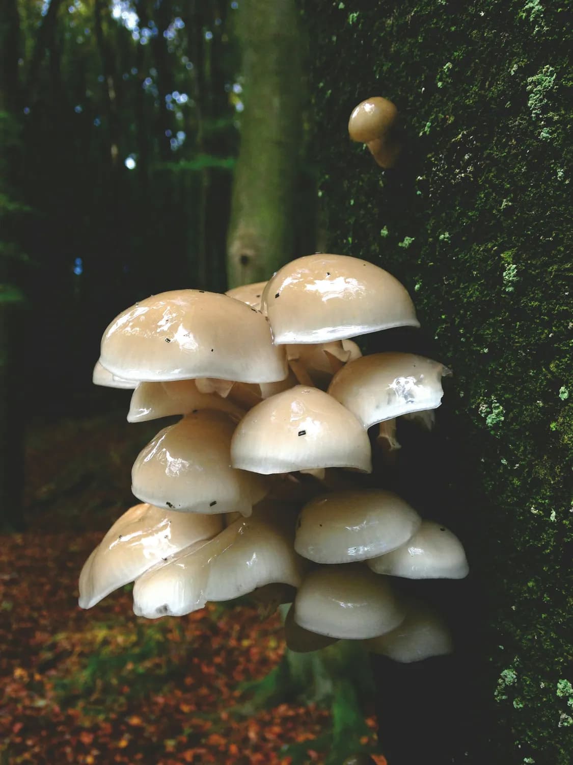 从免疫调节到抗肿瘤，蘑菇β-葡聚糖展现广阔应用前景